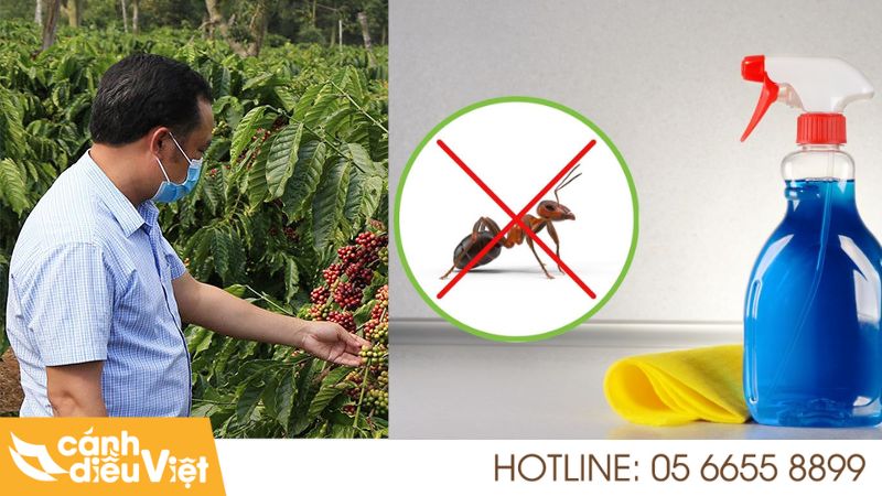 8 cách diệt kiến đen trên cây cà phê đơn giản, hiệu quả nhất 8 Phun dung dịch xà phòng sinh học