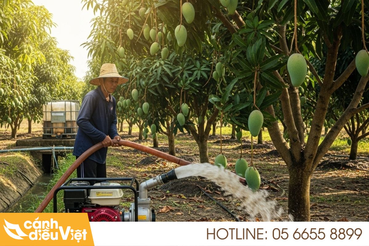 phương pháp phun thuốc trừ sâu cho cây xoài 6 Phun thuốc bằng máy bơm động cơ