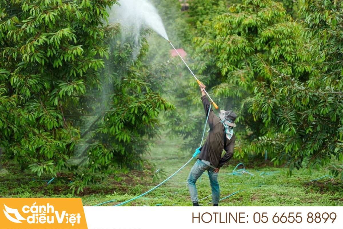 Các Phương Pháp Phun Thuốc Trừ Sâu Cho Sầu Riêng 5 Phun thuốc bằng máy bơm thủ công