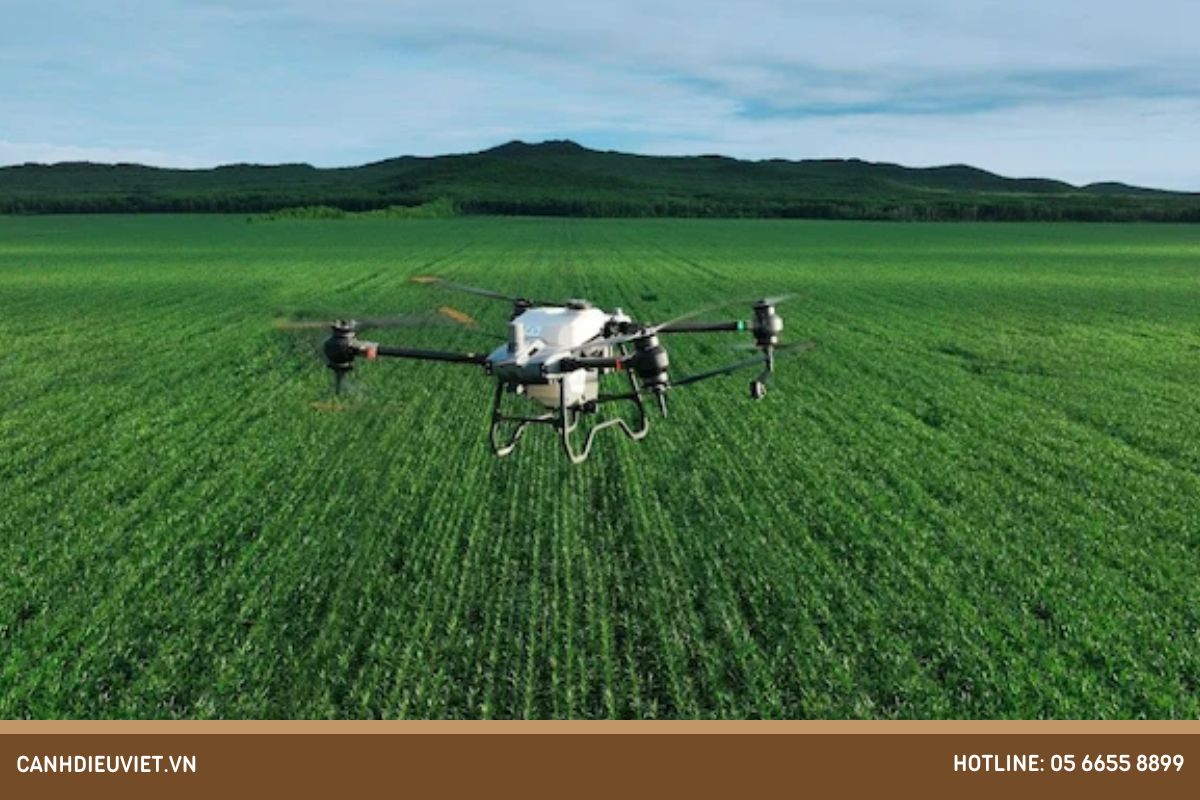 Phun thuốc phòng trừ bệnh nứt thân xì mủ bằng máy bay phun thuốc