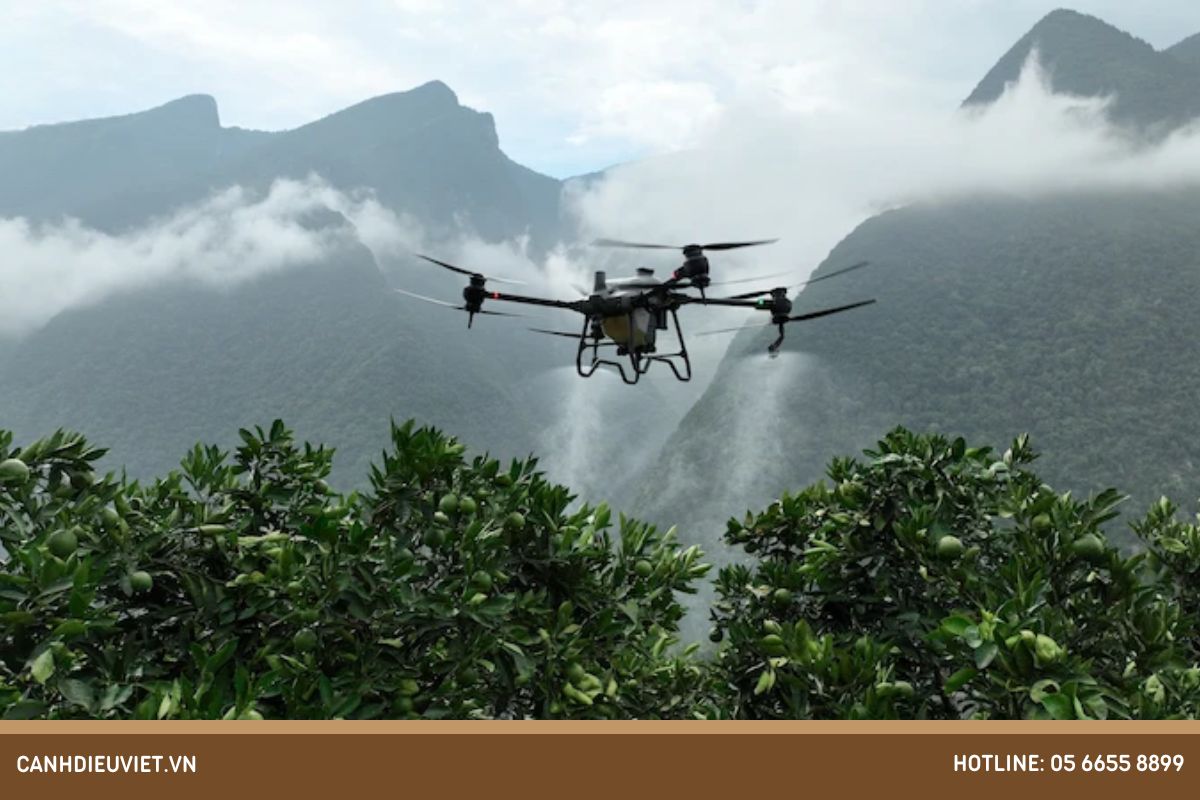 Phun thuốc phòng trừ sâu bệnh hại cây mít bị xoăn lá bằng máy bay phun thuốc