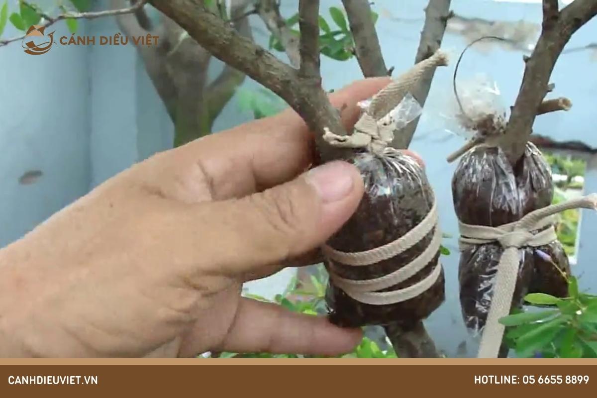 Phương pháp chiết cành