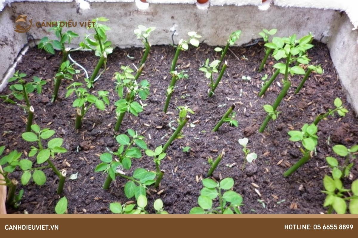 Phương pháp giâm cành