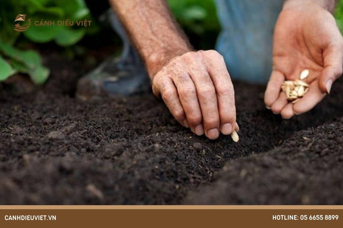 Phương pháp gieo hạt cho cây con