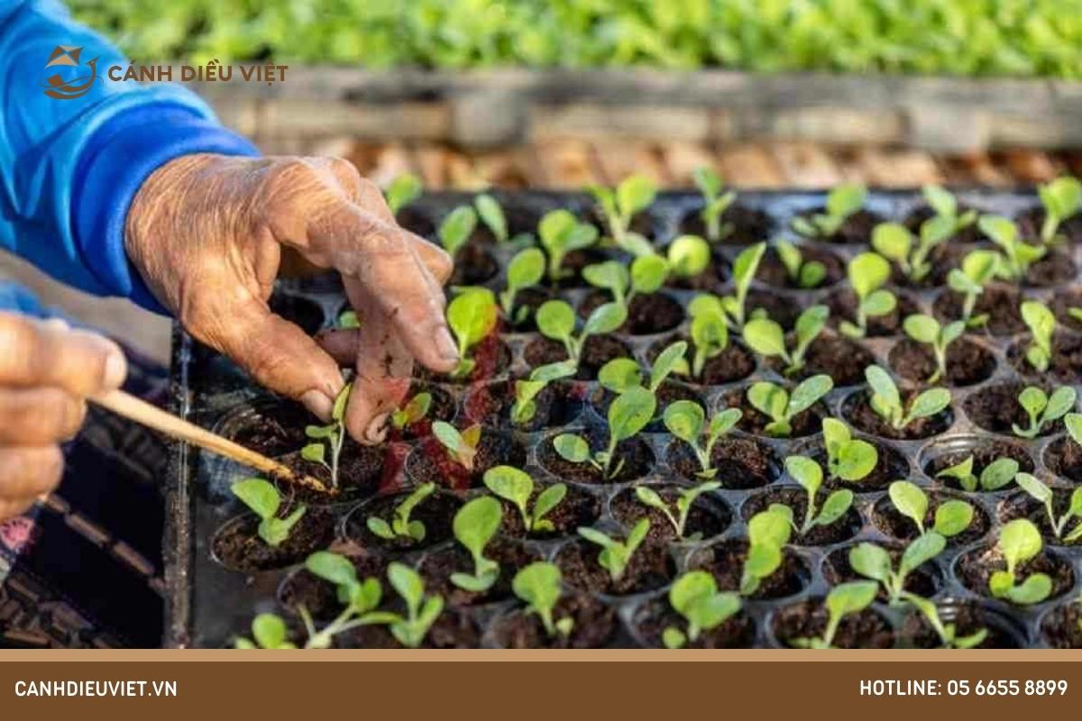 Phương pháp nhân giống hữu tính cây ăn quả