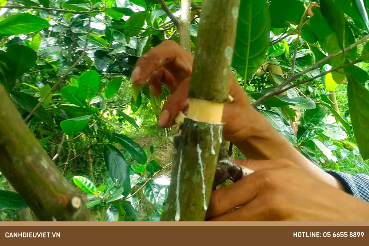 Phuong phap nhan giong mit ta