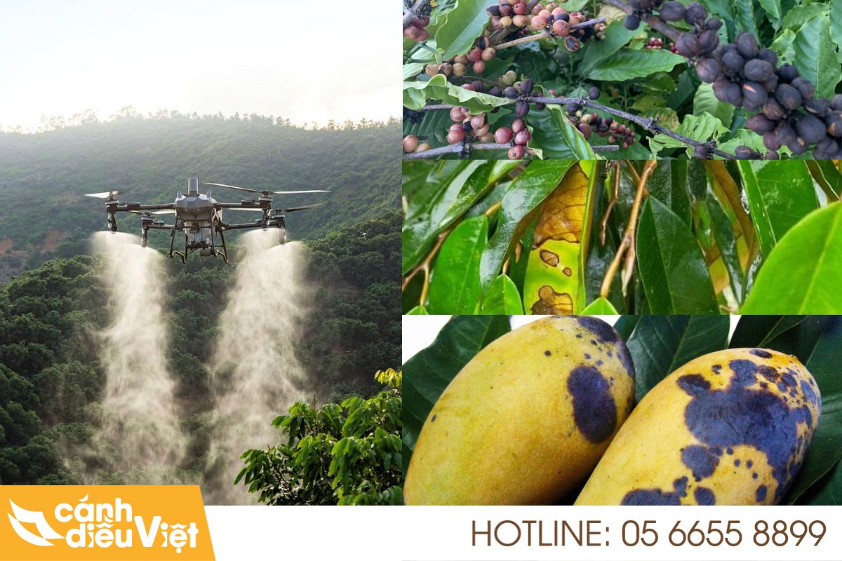 Sử dụng máy bay phun thuốc diệt trừ bệnh thán thư 6 Quy trình 5 bước diệt trừ thán thư bằng drone