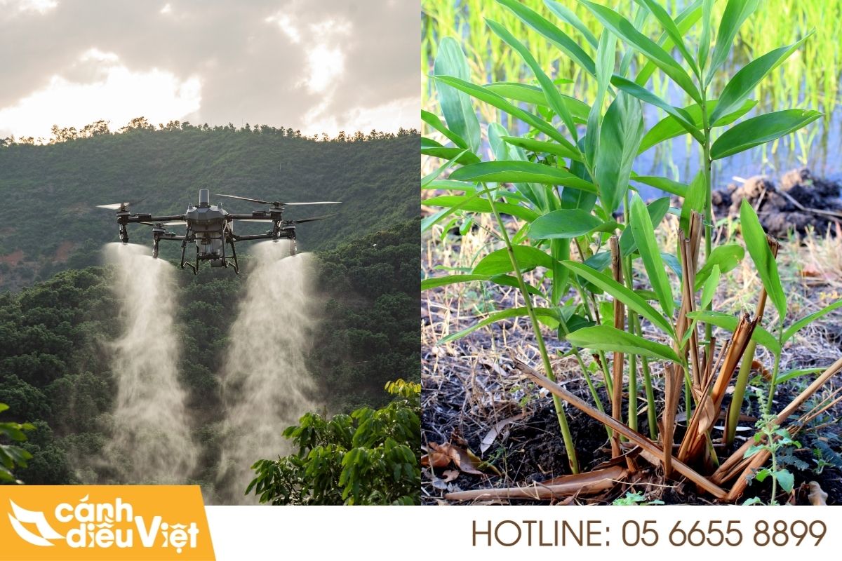 Ứng dụng máy bay DJI T70P phun thuốc cho cây gừng 4 Quy trình phun gừng hiệu quả với dji t70p