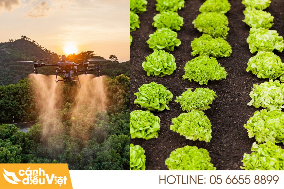 Quy trình phun rau màu hiệu quả với dji t70p