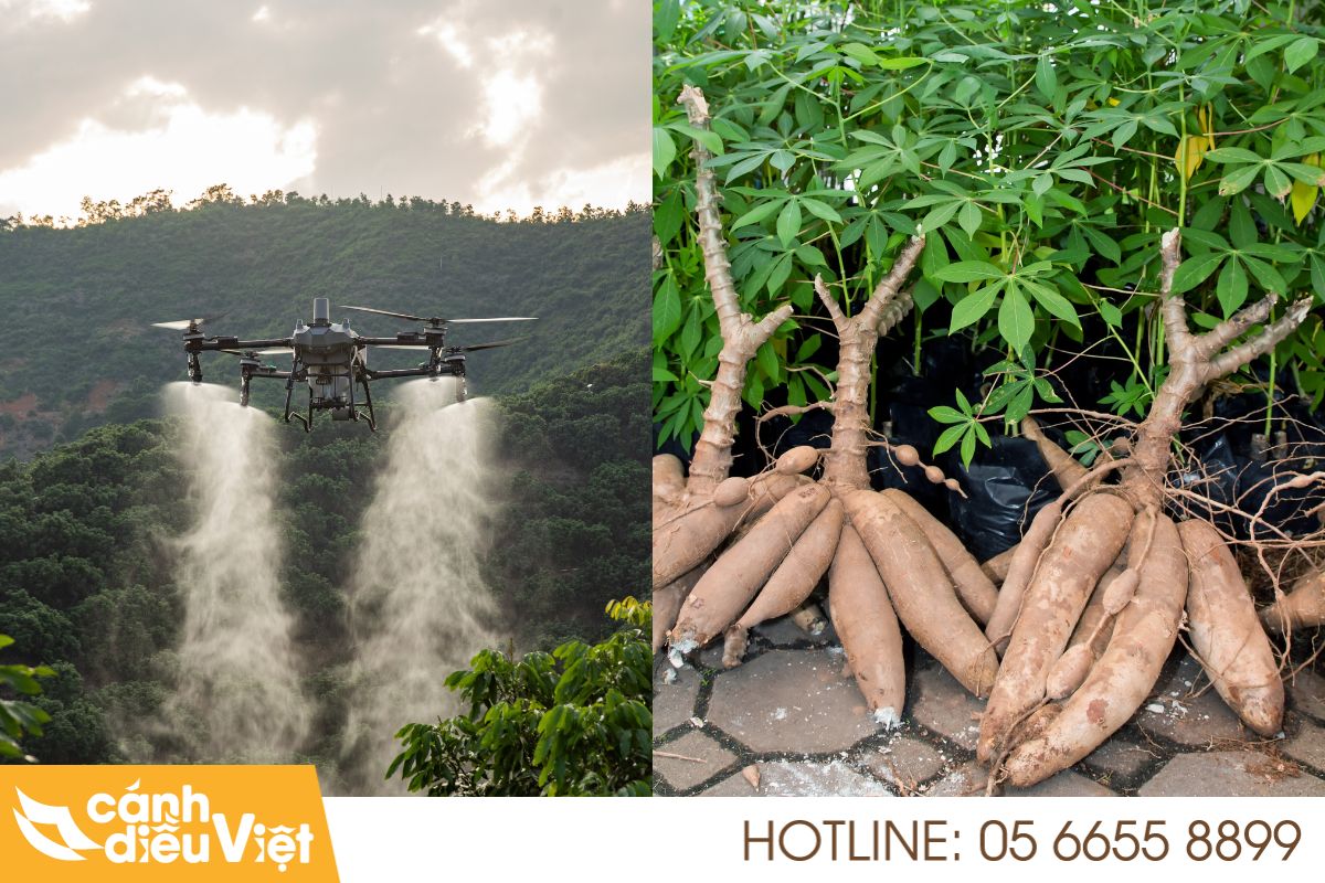Ứng dụng máy bay phun thuốc cho cây sắn x2 năng suất 6 Quy trình phun thuốc bằng drone cho cây sắn