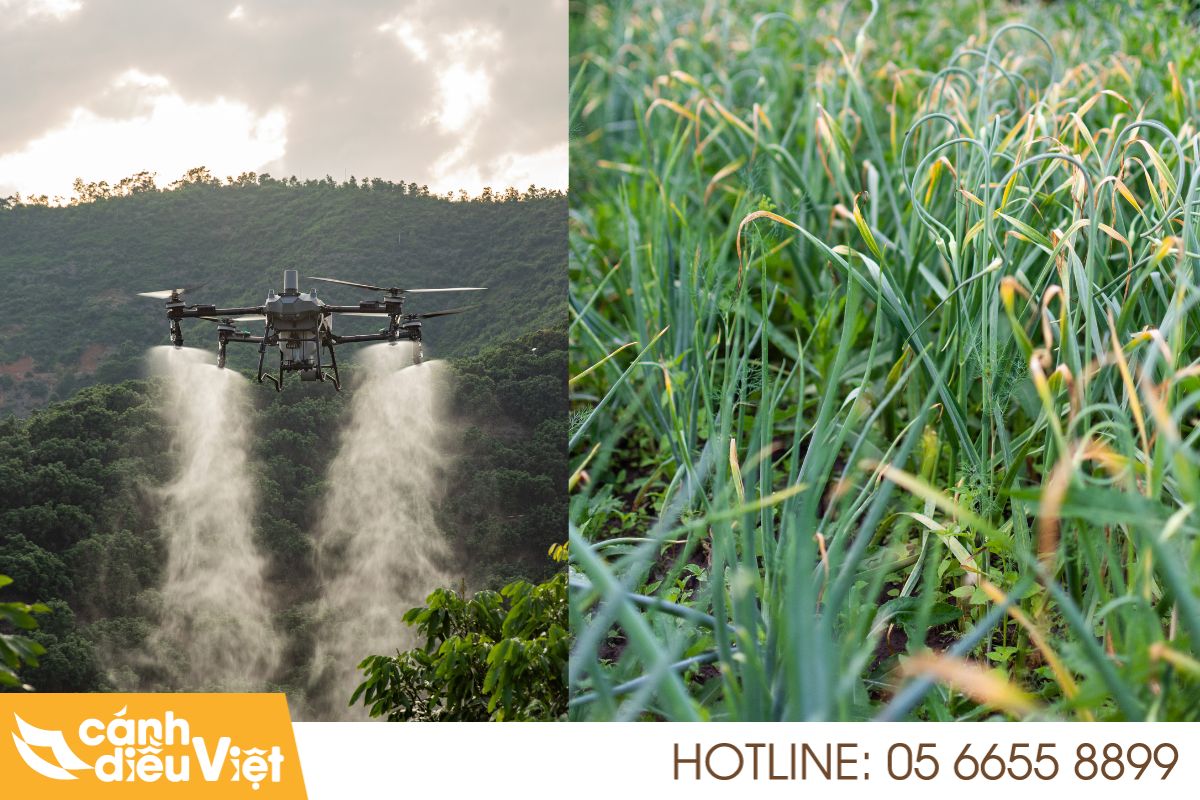 Máy bay phun thuốc cho cây tỏi x2 năng suất, giảm chi phí 4 Quy trình phun thuốc bằng máy bay cho cây tỏi