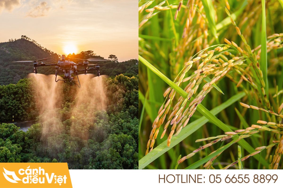 Ứng dụng máy bay DJI T70P phun thuốc cho cây lúa 4 Quy trình phun thuốc cho lúa bằng dji t70p