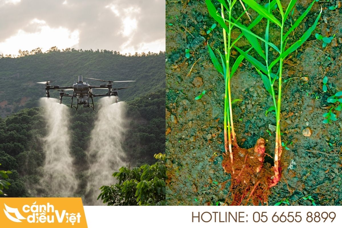 Máy bay phun thuốc cho cây gừng X2 năng suất, giảm chi phí 6 Quy trình triển khai phun thuốc bằng drone cho gừng