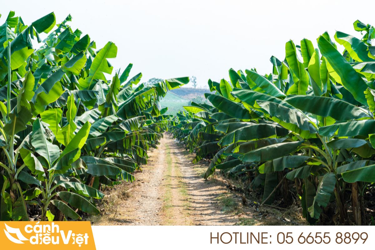 Quy trình trồng chuối chuẩn kỹ thuật