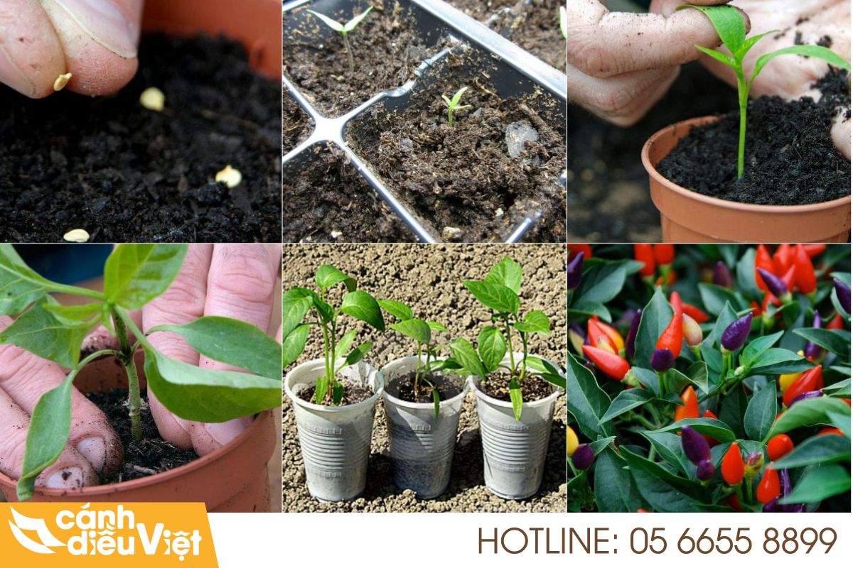Quy trình ươm và trồng cây ớt con