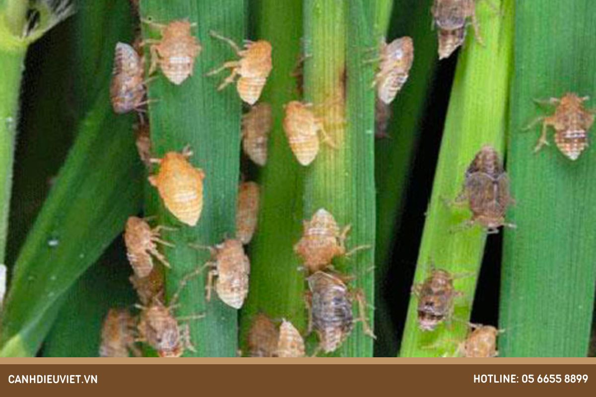 Lúa trổ đều xịt thuốc gì? Cách chăm sóc lúa giai đoạn làm đòng 14 Ray lung trang ray nau