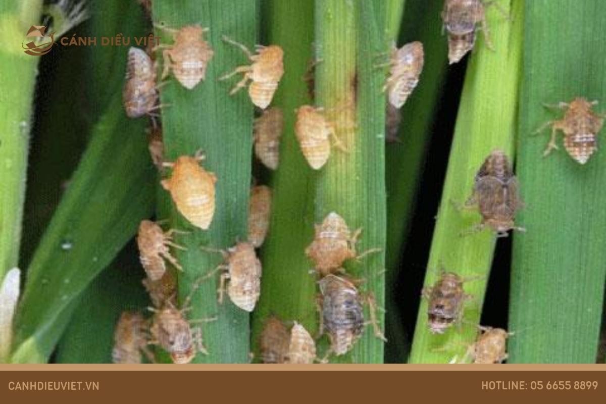 Giống lúa Thiên Châu 16: Kỹ thuật gieo trồng & đặc điểm 11 Rầy nâu (Nilaparvata lugens Stal)