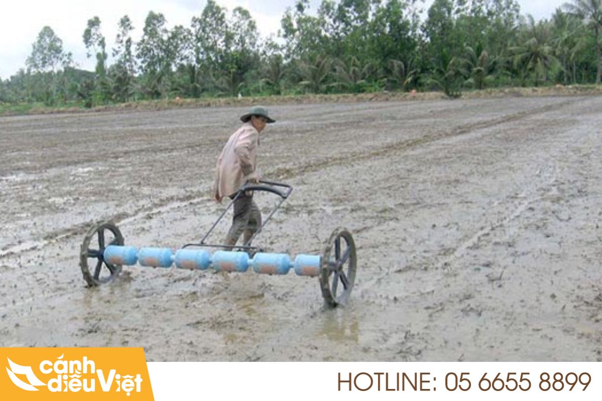 Các phương pháp sạ giống cho cây lúa phổ biến hiện nay 7 Sạ bằng máy theo hàng