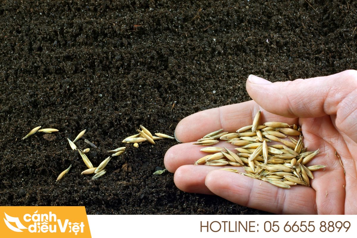 Các phương pháp sạ giống cho cây lúa phổ biến hiện nay 5 Sạ khô