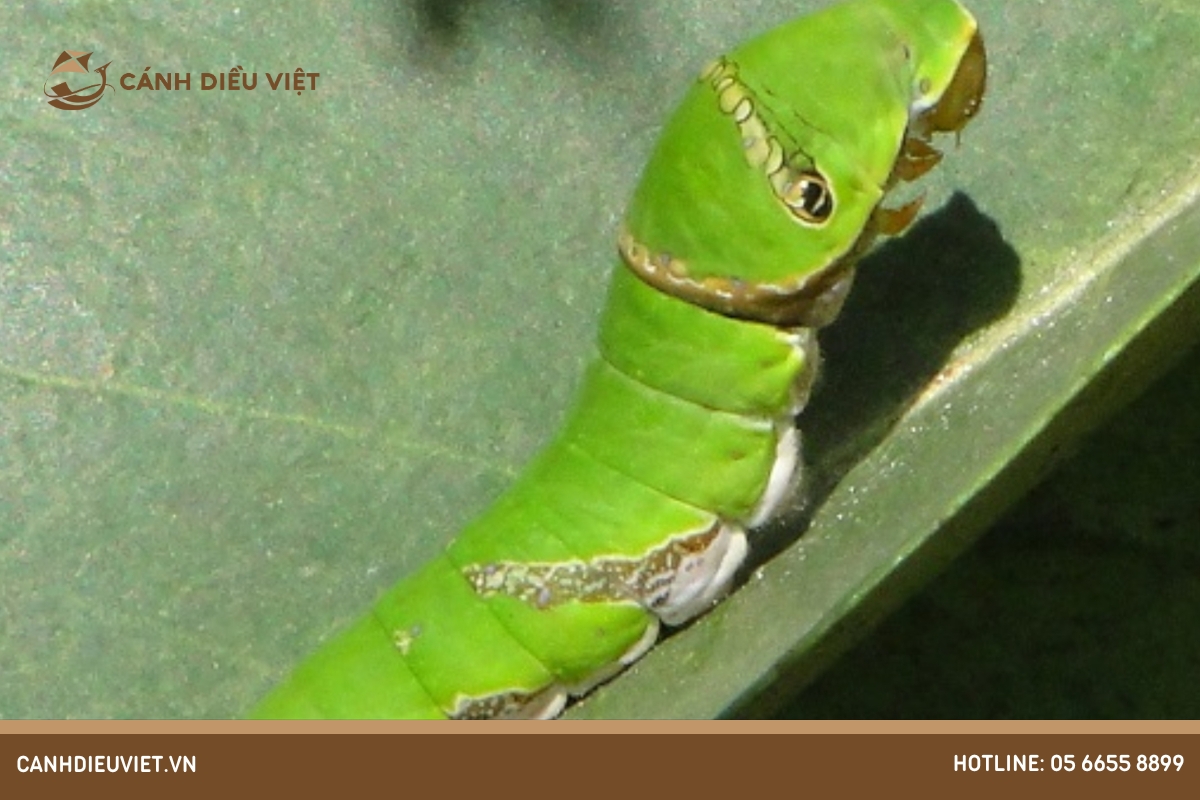Sâu bệnh trên cây thiên lý và cách phòng trừ hiệu quả 10 Sâu Bướm hại thiên lý (Atteva aurea)