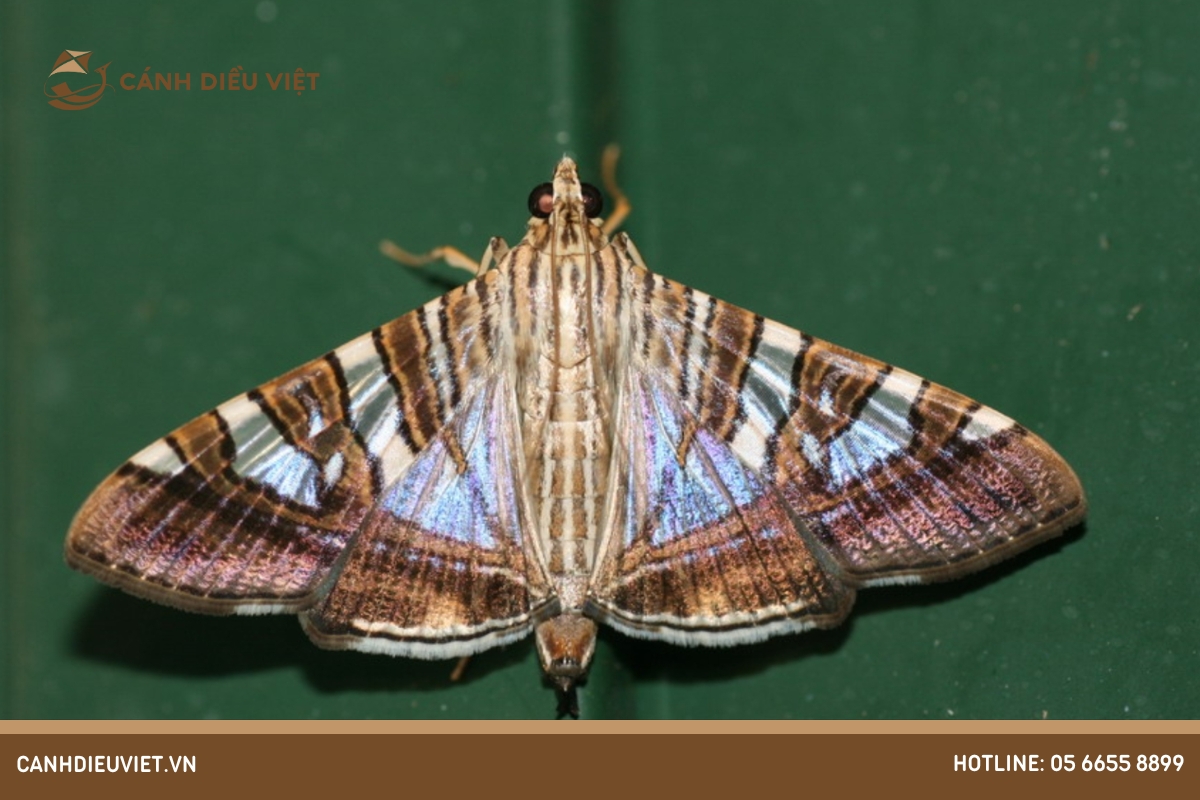 Sâu bệnh trên cây thiên lý và cách phòng trừ hiệu quả 11 Sâu Mục (Glyphodes pyloalis)