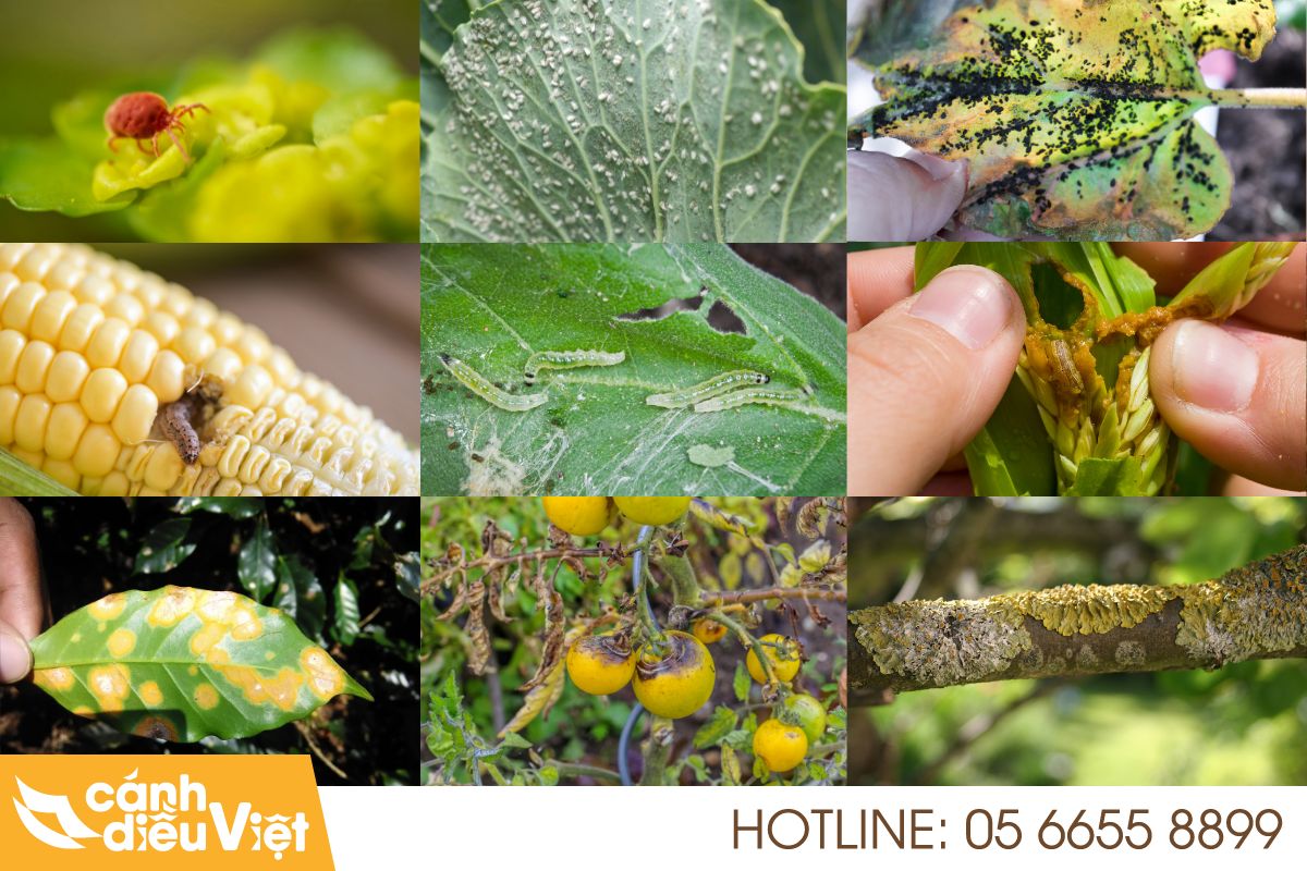 Sâu bệnh hại cây trồng