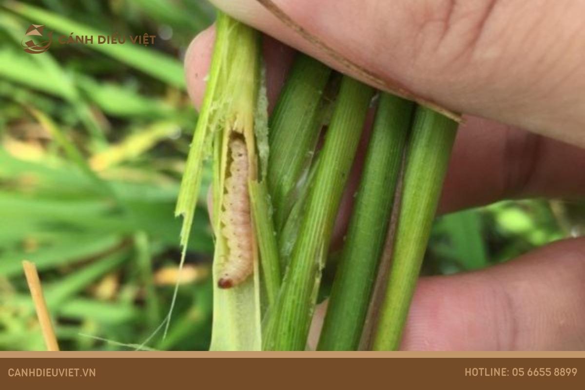 Giống lúa Thiên Châu 16: Kỹ thuật gieo trồng & đặc điểm 10 Sâu đục thân 2 chấm (Scirpophaga incertulas Walker)