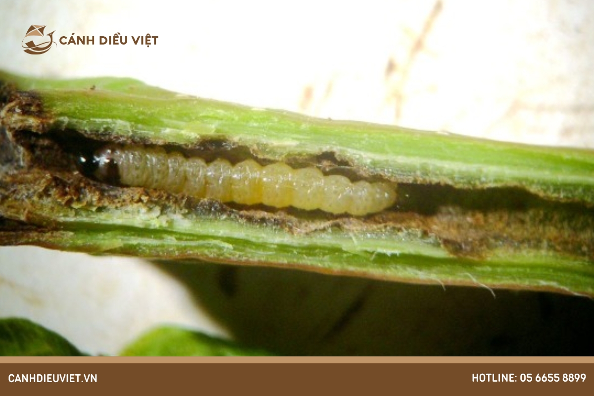 Sâu bệnh trên cây thiên lý và cách phòng trừ hiệu quả 12 Sâu đục thân (Stem borers)