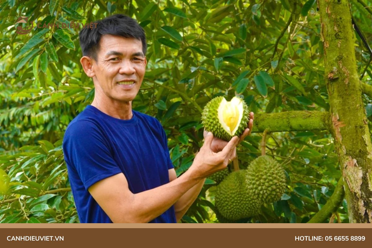 Giá sầu riêng Black Thorn (Gai đen) hiện tại là bao nhiêu? 6 Sầu riêng Black Thorn có xuất khẩu được không