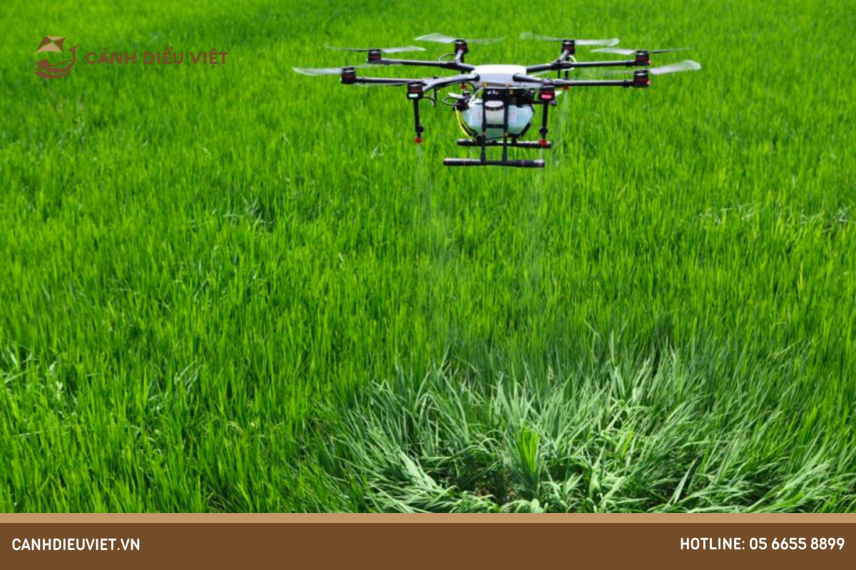 Sử dụng máy bay phun thuốc để tăng năng suất cho lúa TBR 39