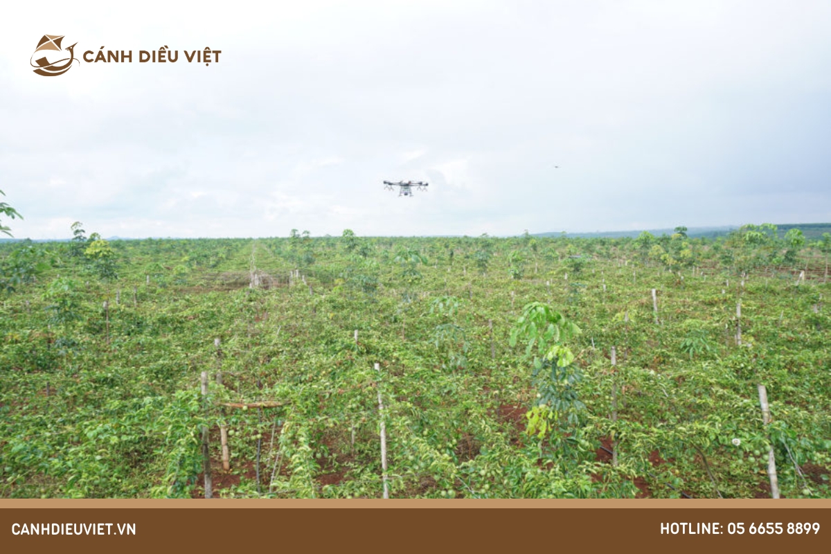 Sâu bệnh trên cây thiên lý và cách phòng trừ hiệu quả 18 Sử dụng máy bay phun thuốc nâng cao năng suất vườn chanh dây