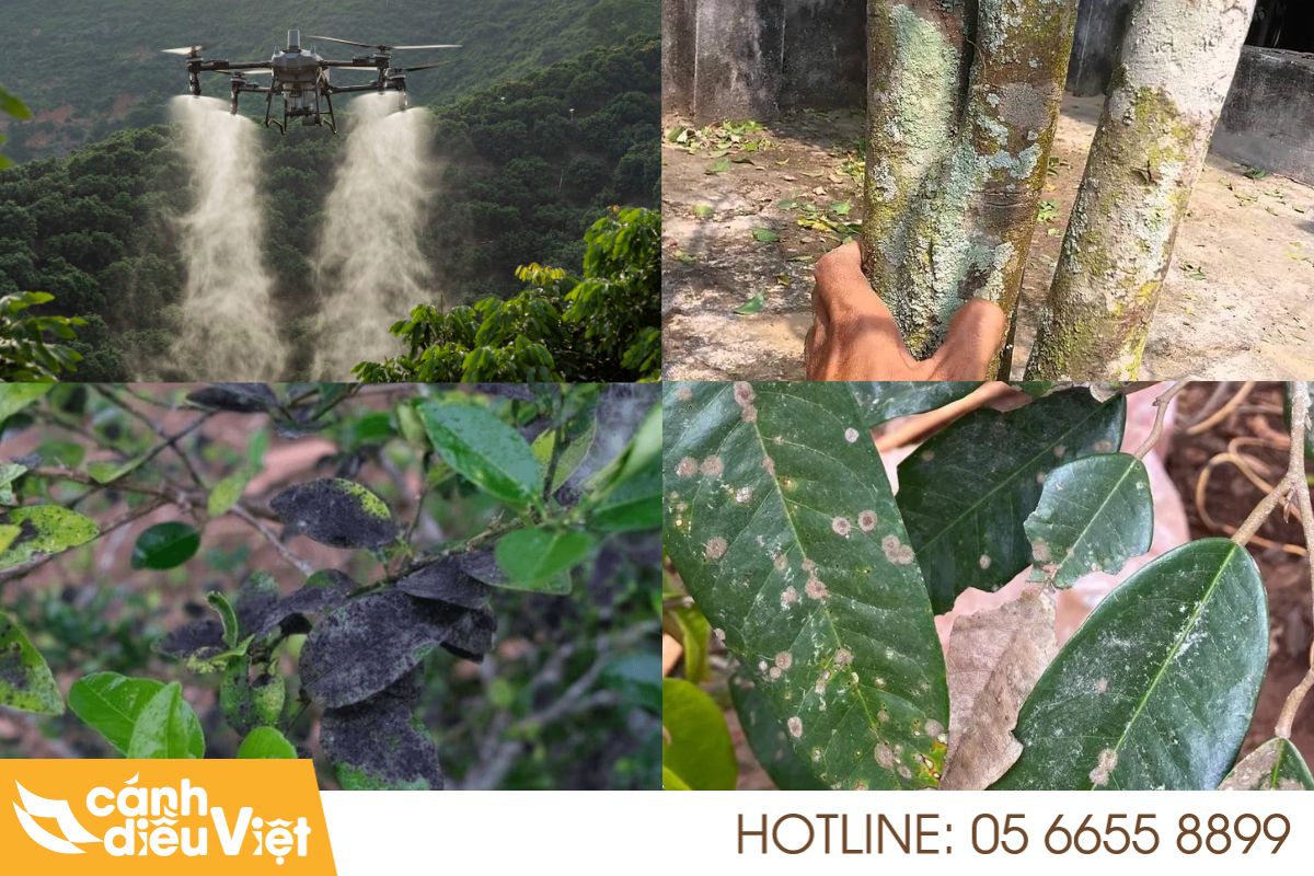 Sử dụng máy bay phun thuốc phòng trừ bệnh nấm