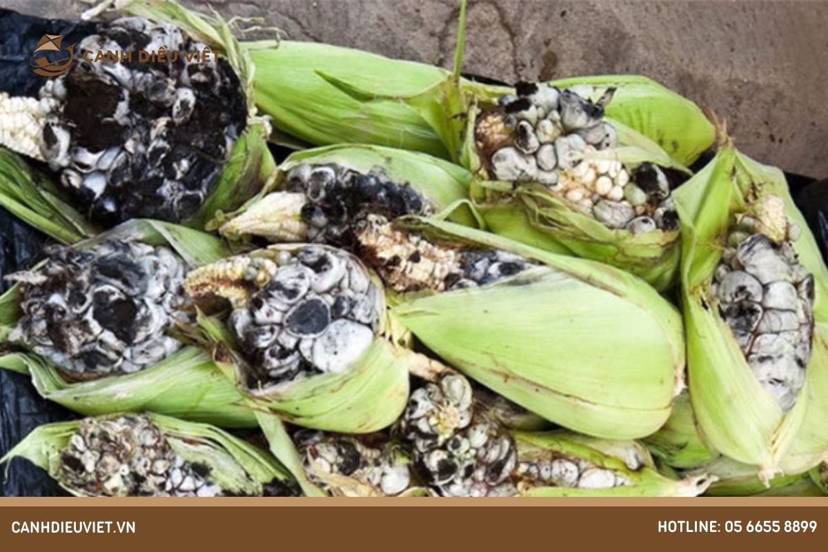 Bệnh ung thư ngô: Nguyên Nhân Và Cách Phòng Trị Triệt Để 8 Tác động và hậu quả