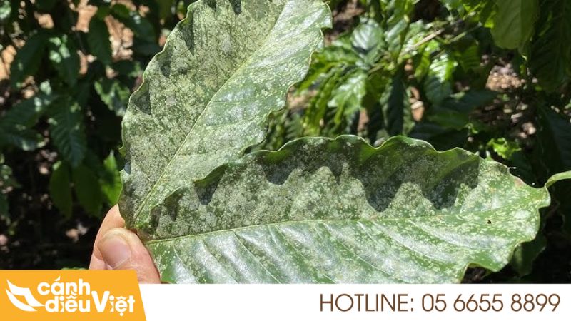 Bệnh Bạc Lá Trên Cây Cà Phê: Nguyên Nhân Và Cách Điều Trị 7 Tác hại của bệnh bạc lá