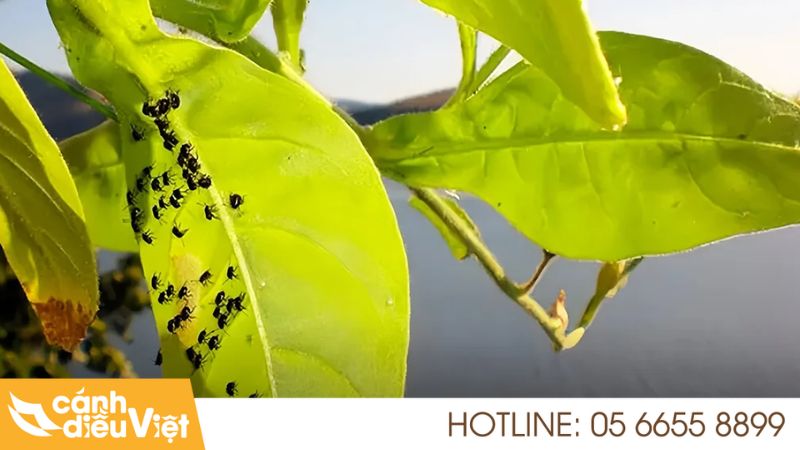 Rệp muội đen hại cà phê và biện pháp phòng trừ 5 Tác hại của rệp muội đen trên cây cà phê