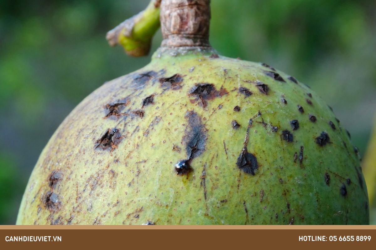 Tác nhân và nguyên nhân gây bệnh xì mủ cây xoài