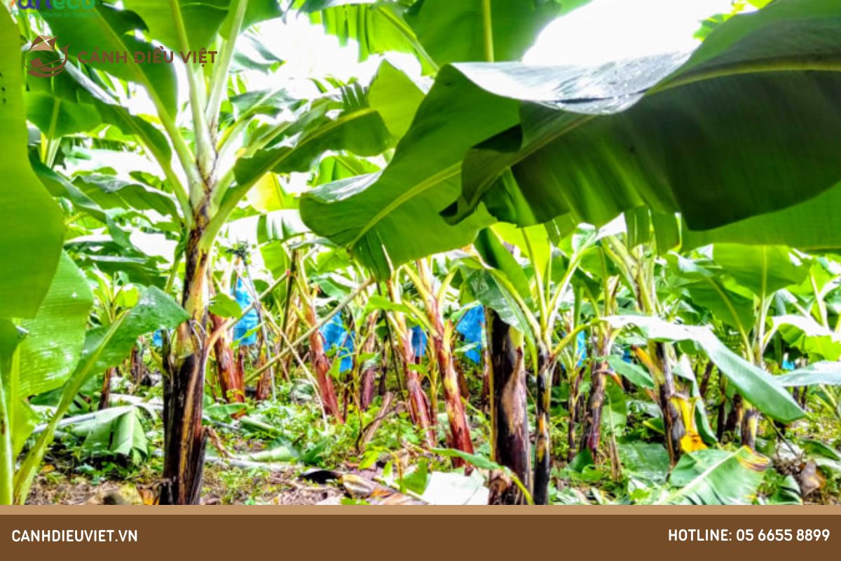 Chia Sẻ Kỹ Thuật Cắt Tỉa Lá Chuối Hiệu Quả 4 Tầm quan trọng của việc cắt tỉa lá chuối