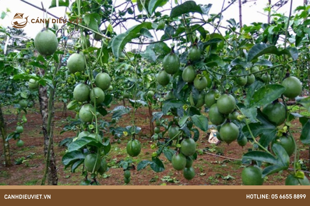 Cách ghép chanh dây: Hướng dẫn kỹ thuật cơ bản 12 Thả cành