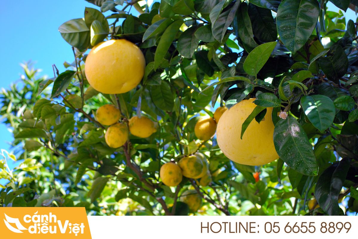 Ứng dụng máy bay DJI T70P phun thuốc cho cây bưởi 4 Thách thức khi phun thuốc cho cây bưởi