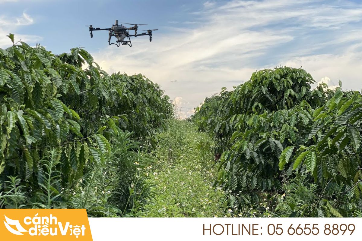 Máy bay DJI T70P phun thuốc cho cây cà phê 3 Thách thức khi phun thuốc cho cây cà phê