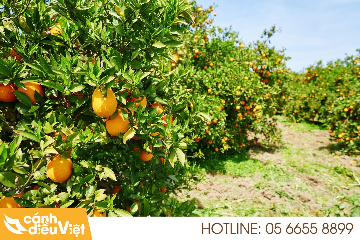 Thách thức khi phun thuốc cho cây cam