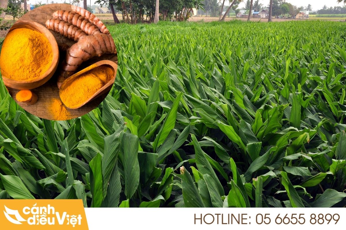 Thách thức khi phun thuốc cho cây nghệ