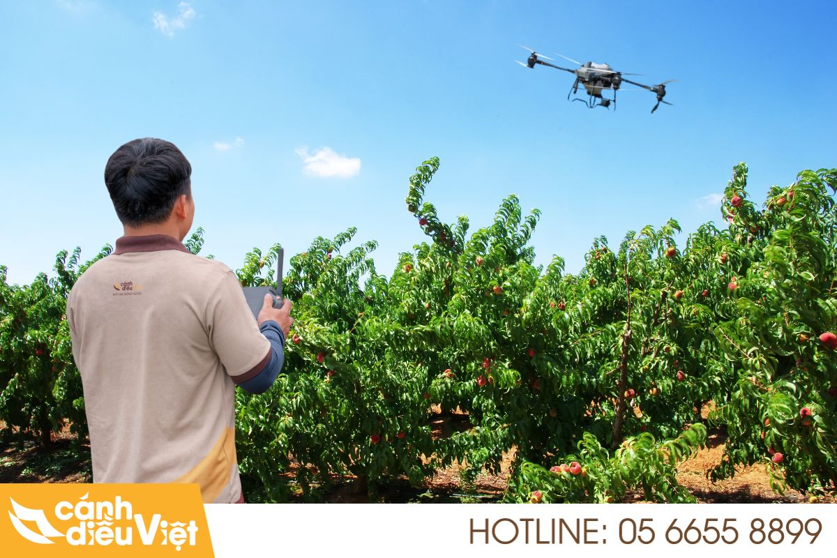 Máy Bay Phun Thuốc Cho Đào Tăng X2 Năng Suất, Giảm Chi Phí 5 Thành công điển hình từ nhà vườn ứng dụng máy bay phun thuốc cho đào