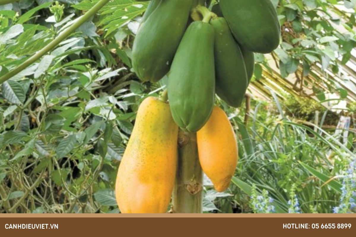 Thời điểm thu hoạch đu đủ