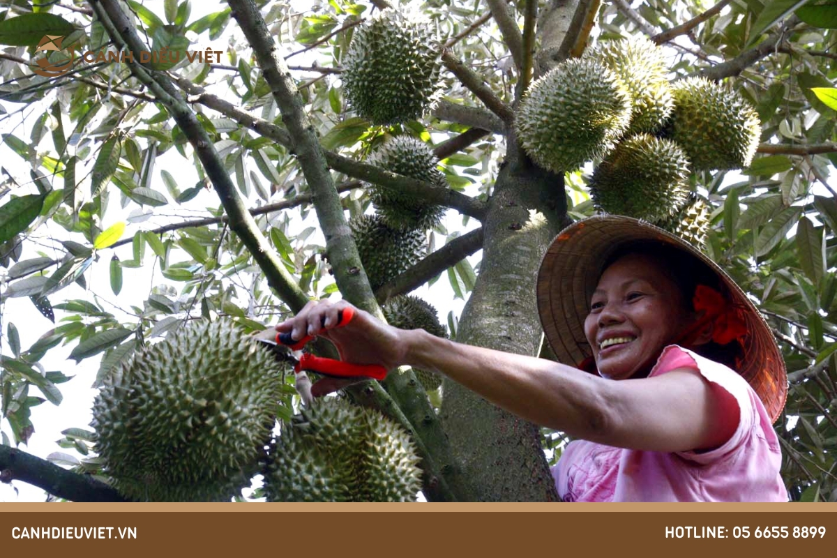 Mùa sầu riêng bắt đầu từ tháng mấy? Làm thế nào để nhận biết? 12 Thời điểm thu hoạch sầu riêng