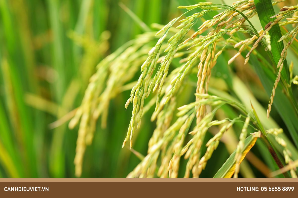 Lúa trổ đều xịt thuốc gì? Cách chăm sóc lúa giai đoạn làm đòng 10 Thoi gian lua tro bong la bao lau