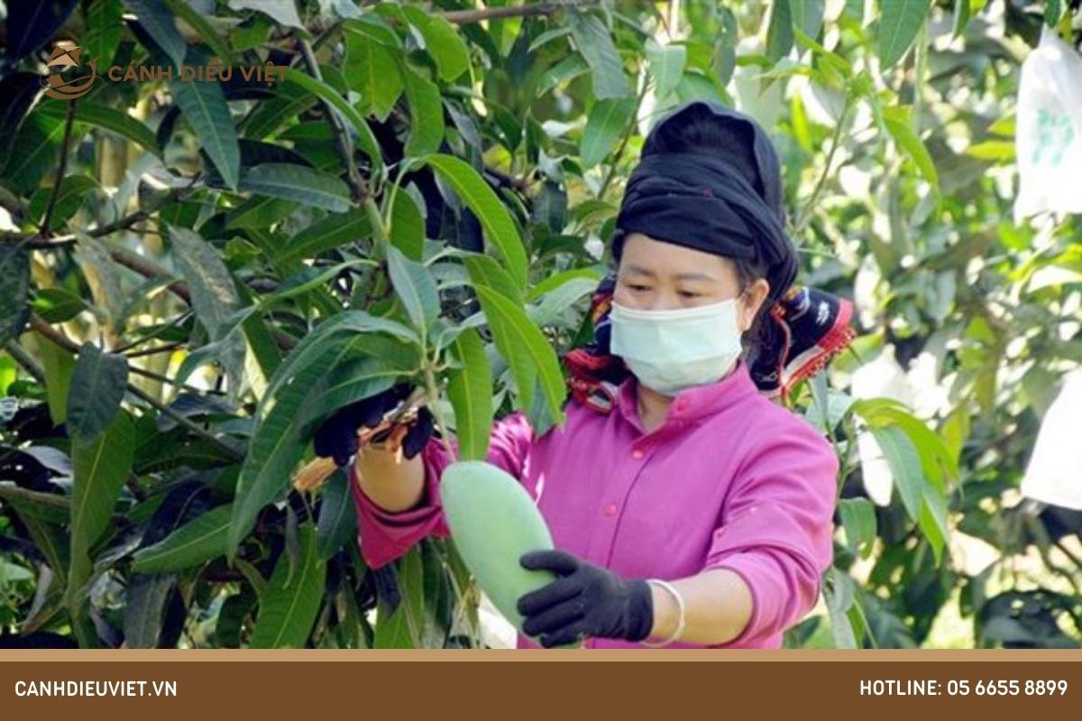 Thời gian và cách thu hoạch trái cây nhiệt đới