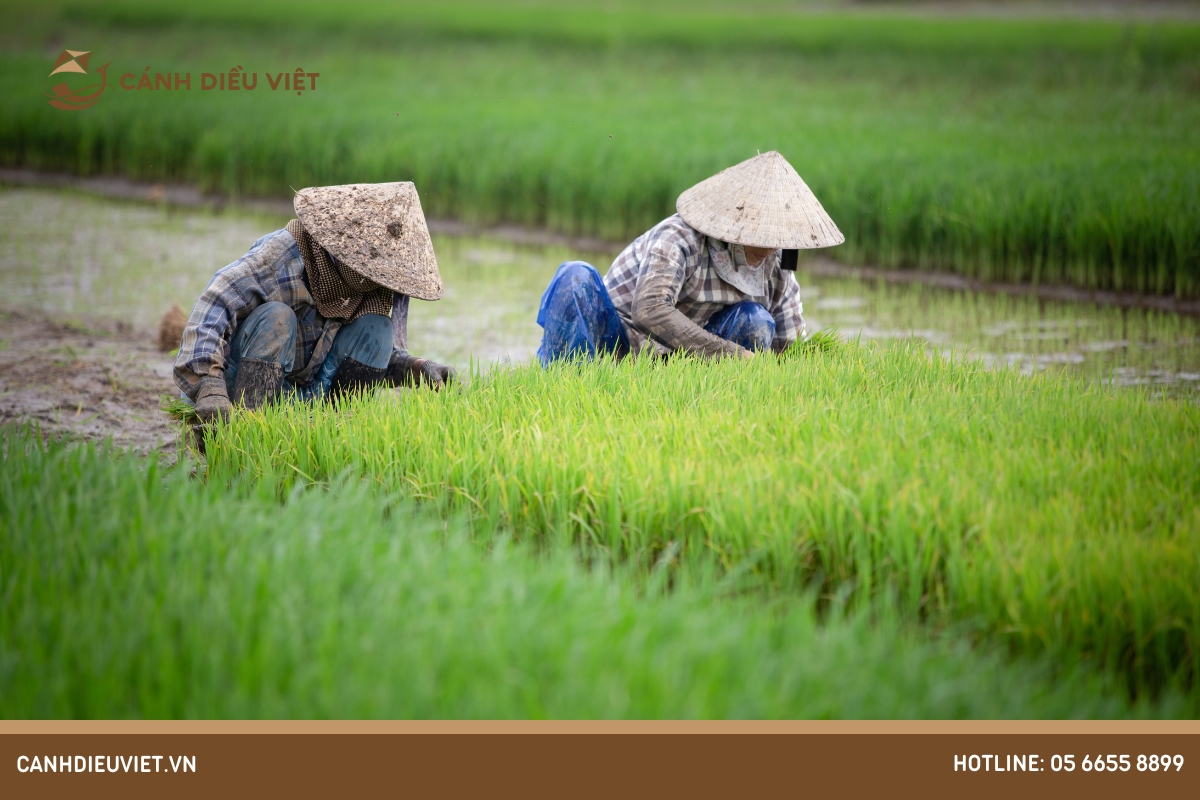 Giống lúa Thiên Ưu 8: Đặc Tính Gieo Trồng & Kỹ Thuật Canh Tác 9 Thời vụ gieo trồng giống lúa Thiên Ưu 8