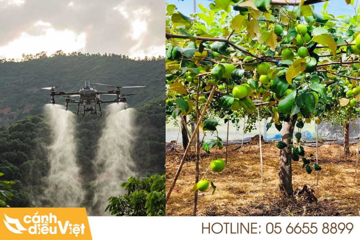 Thực tế ứng dụng máy bay dji t70p cho cây táo