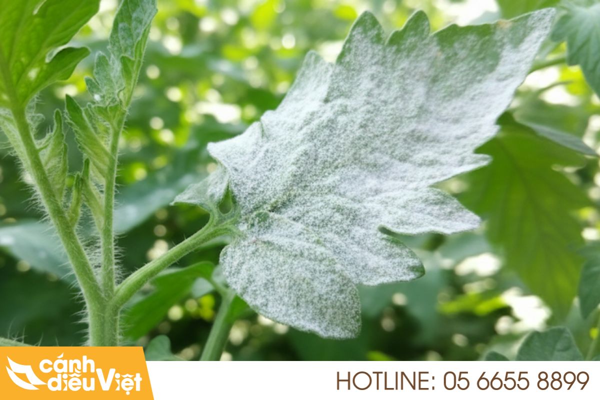 Thực trạng bệnh nấm trên các cây trồng